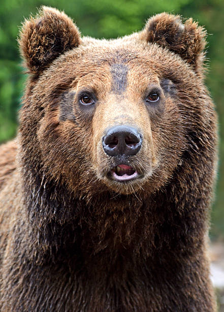 istock Brown bears in the Carpathians. 174274934