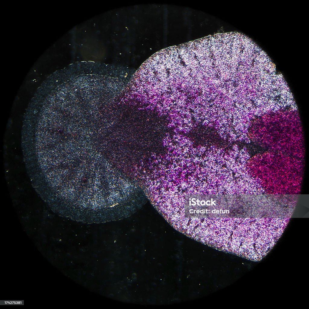 수산증식 고기잡이 기생충 Benedenia seriolae worm - 로열티 프리 건강 진단 스톡 사진