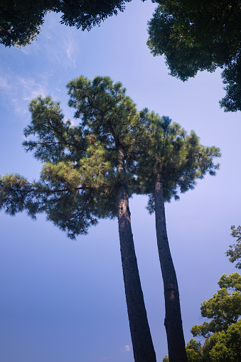 A pine tree that stretches toward the sky