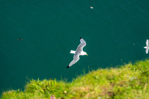 A hunting Herring Gull, Larus argentatus, flying over a seabird breeding colony, looking for opportunities to steal a chick.