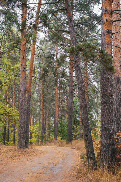 istock trunks of pine trees and a road in the forest 1742766259