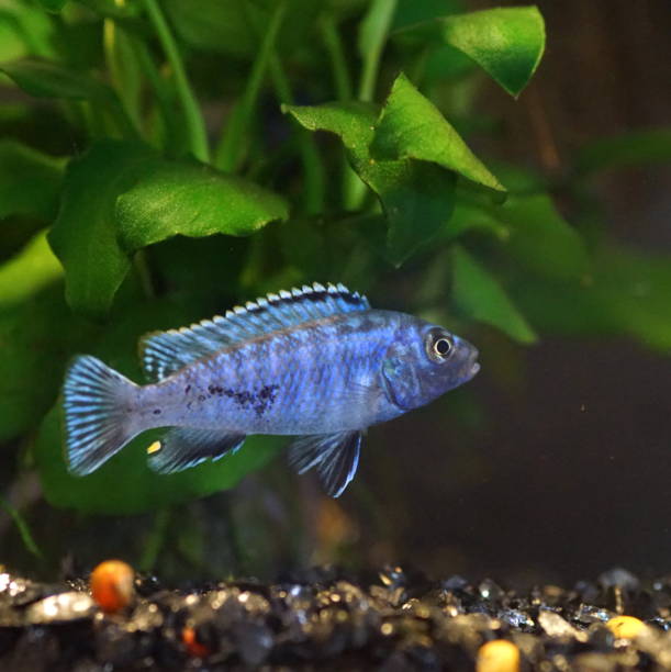 istock African cichlid, a colorful freshwater fish 1742766388