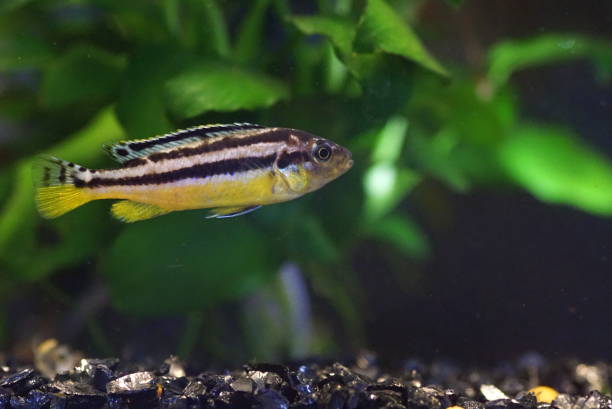 istock African cichlid, a colorful freshwater fish 1742766464