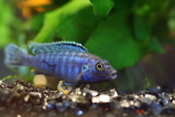 istock African cichlid, a colorful freshwater fish 1742767042