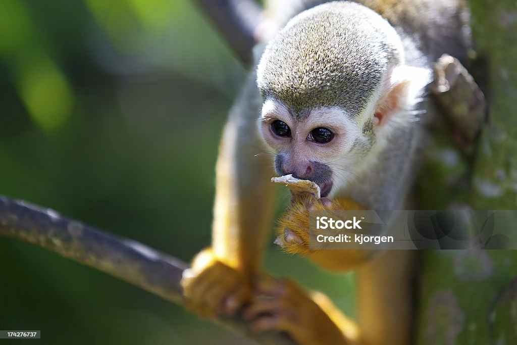 Squirrel Monkey - Zbiór zdjęć royalty-free (Bez ludzi)