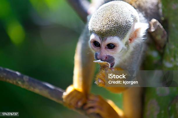 Saimiri Sciureus - Fotografias de stock e mais imagens de Animal - Animal, Ao Ar Livre, Brasil