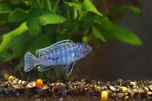 istock African cichlid, a colorful freshwater fish 1742767625