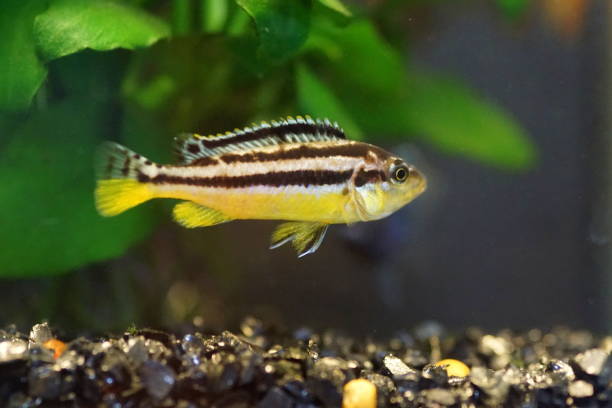istock African cichlid, a colorful freshwater fish 1742768185