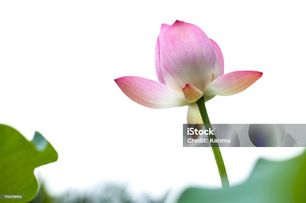 lotus - Photo de Arbre en fleurs libre de droits