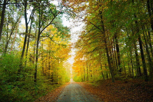 istock Road in the autumn forest 1742781317