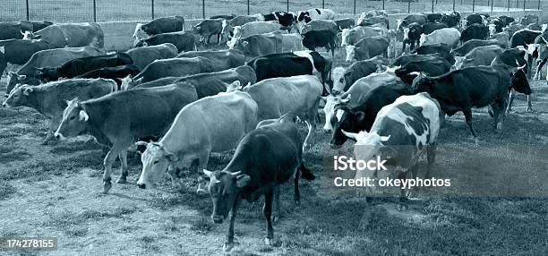 Foto de Rebanho De Vacas e mais fotos de stock de Andar - Andar, Animal, Animal de Fazenda