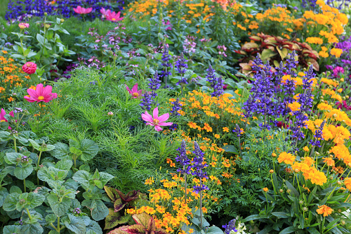 Multicolor blooming front garden. Outdoor summer gardening. Multi-colored flower bed in the park. Lots of beautiful summer flowers. Lush bright flowering in the garden.