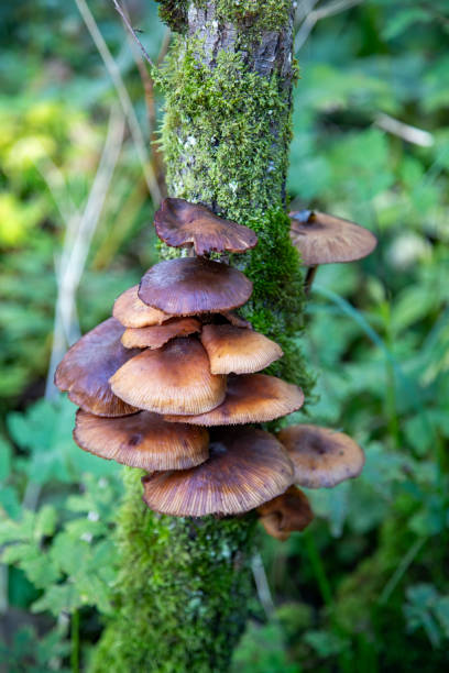 Beautiful tree fungus on a mossy tree trunk