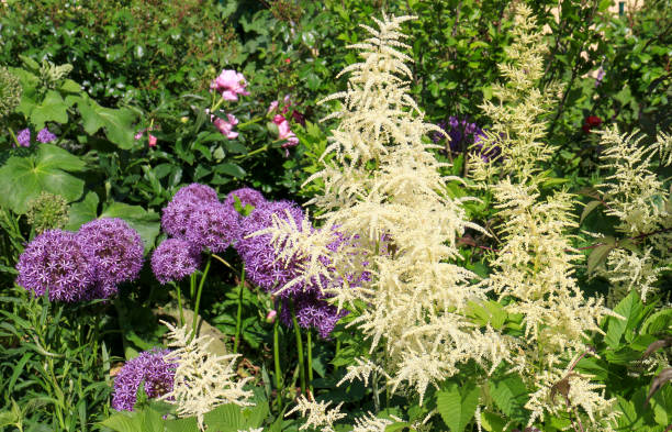 Persian onion (Allium cristophii) and goat's beard (Aruncus dioicus) bloom in the garden