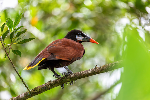 Montezuma oropendola (Psarocolius montezuma) is a New World tropical icterid bird. La Fortuna, Volcano Arenal, Wildlife and birdwatching in Costa Rica.