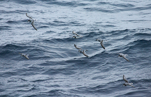 Blauwe Stormvogels en Antarctic Prions vliegend boven de oceaan; Blue Petrel and Antarctic Prions flying above the ocean