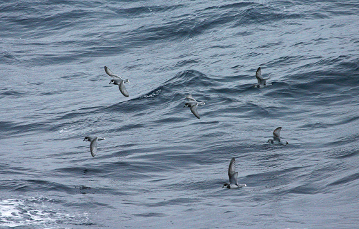 Groep Blauwe Stormvogels en Antarctic Prions vliegend boven de oceaan; Flock of Blue Petrels and Antarctic Prions flying above the ocean