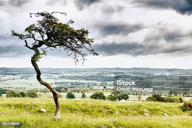 Foto de Inglês Árvore e mais fotos de stock de Cena Não-urbana - Cena Não-urbana, Cena Rural, Cloudscape