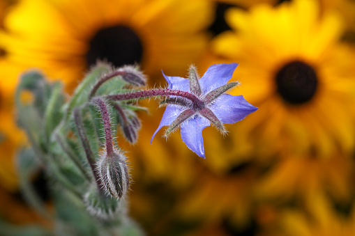 Blue starflower or borage (Borago officinalis) bloom in front of yellow sunflower bloom in the garden