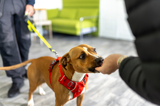Low-angle view of a homeless dog on a leash receiving a treat from an unrecognisable person. The dog shelter is located in Newcastle upon Tyne.