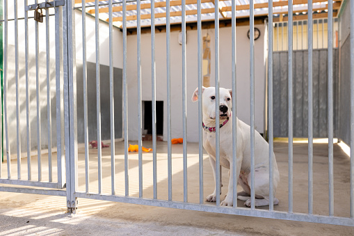 Full shot of a homeless dog sitting alone in a cage. The dog shelter is located in Newcastle upon Tyne.