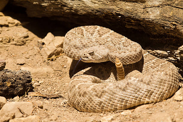 istock Western Diamond Backed Rattlesnake 174279786