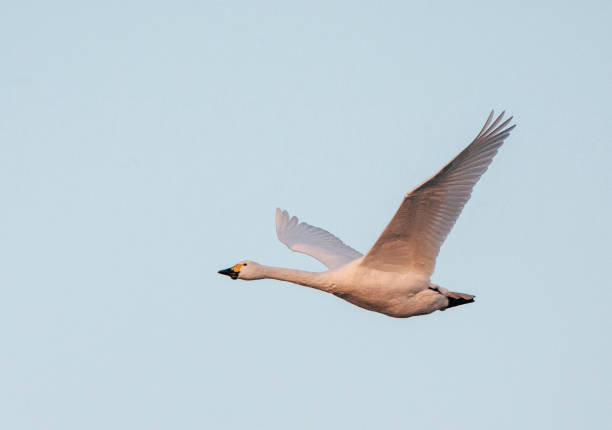 istock Bewick's Swan, Cygnus bewickii) 1742798517