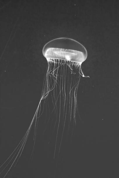 istock jelly fish in the deep dark blue sea 1742798544