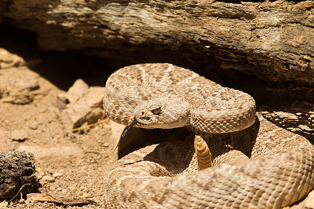 istock Western Diamond Backed Rattlesnake 174279864