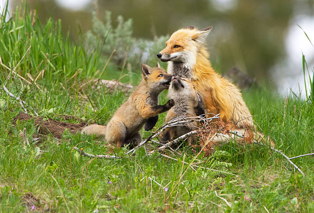 Volpe rossa famiglia-Yellowstone NP - foto stock