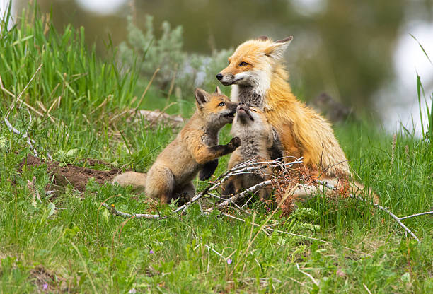 Red Fox Family - Yellowstone NP stock photo