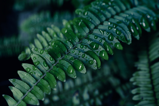water drops splashing on fern leaf, dark nature background