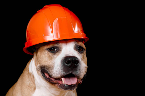 istock A brown and white dog is pictured wearing a hard hat. This image can be used to represent safety, construction, or as a playful illustration for various projects. 1742805227