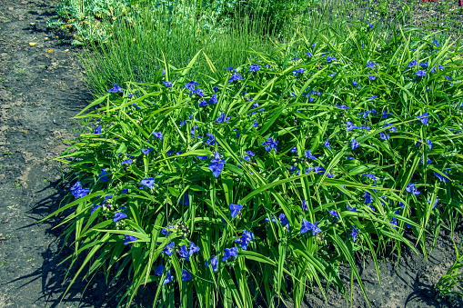 Purple three-petalled flowers of the spider web Tradescantia virginiana L. Herbaceous perennial plant. The tradescantia flower blooms on a background of green foliage on a sunny day.