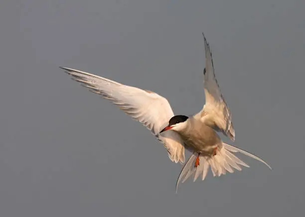 Common Tern, Sterna hirundo, adult in flight on Texel.