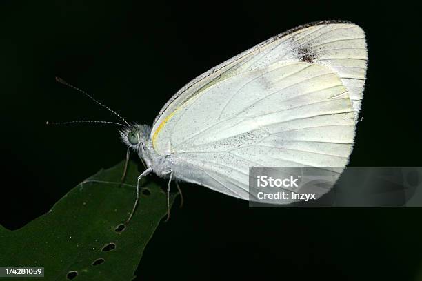 Bianco Crataegi Nel Selvaggio - Fotografie stock e altre immagini di Agricoltura - Agricoltura, Ala di animale, Ambientazione esterna