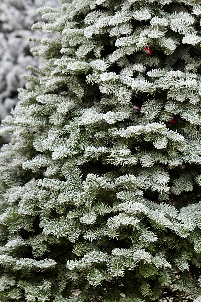 flocked árbol de navidad - flocked fotografías e imágenes de stock