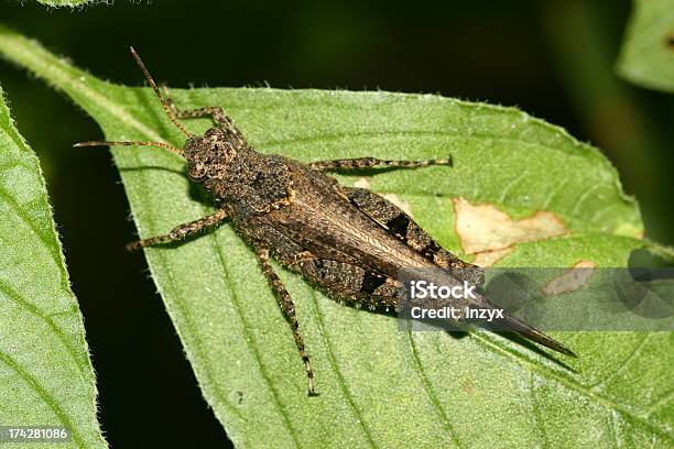 Locust Su Verde Foglia Nella Natura - Fotografie stock e altre immagini di Agricoltura - Agricoltura, Ambientazione esterna, Ambiente