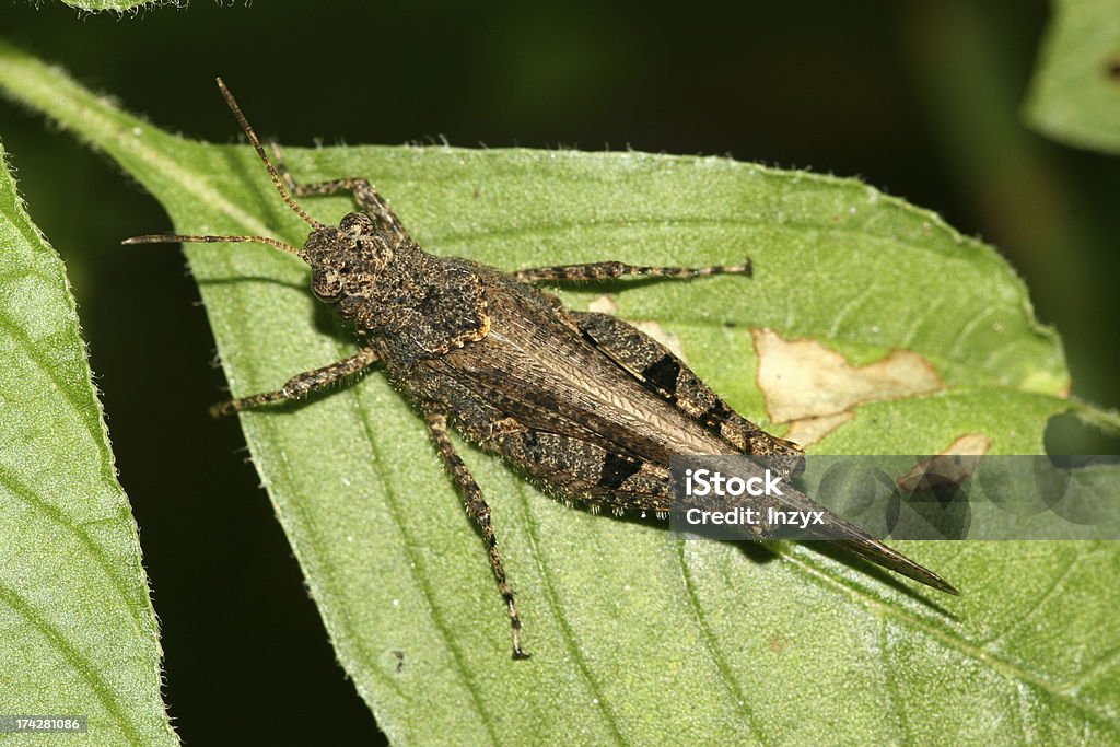 locust em green leaf na vida selvagem - Foto de stock de Agricultura royalty-free