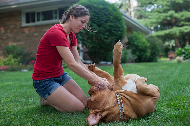 French Mastiff Dog with Young Girl Teenager stock photo