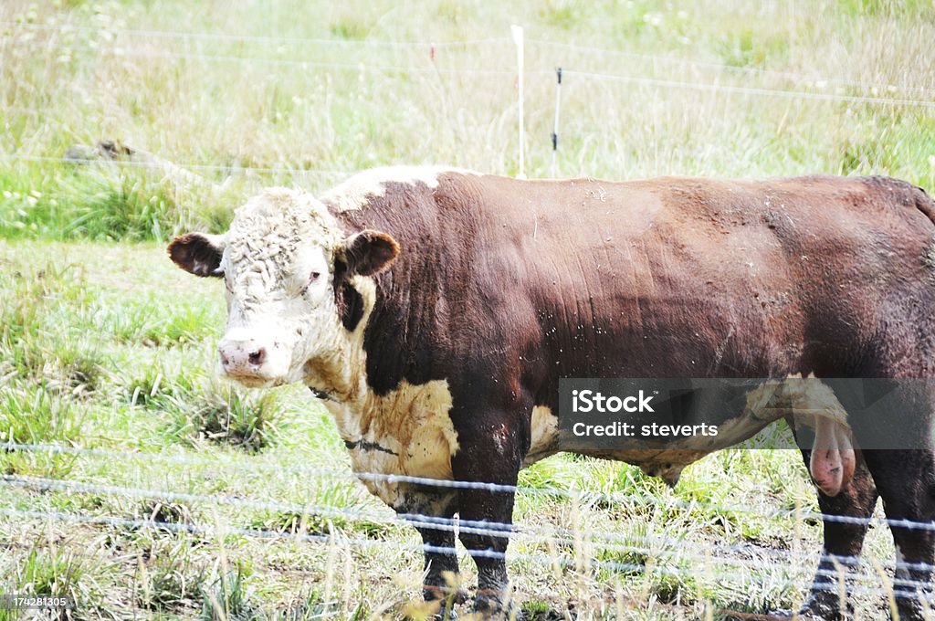 Big Bull Big Hereford bull standing by the fence. Barbed Wire Stock Photo