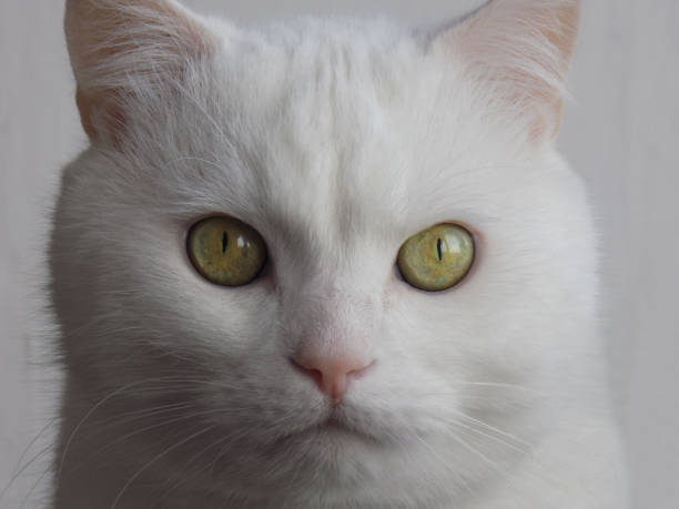 istock a white cat looking straight at the camera with wide open eyes 1742813509