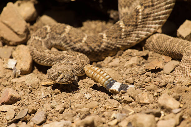 istock Western Diamond Backed Rattlesnake 174281365