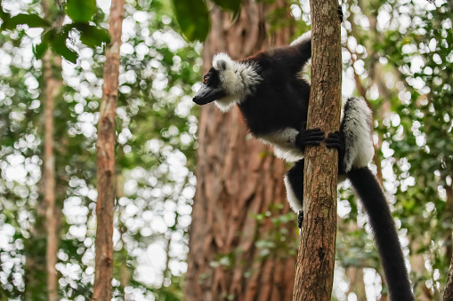 Black-and-white ruffed lemur - Varecia variegata - holding a tree, looking to side, blurred green forest background