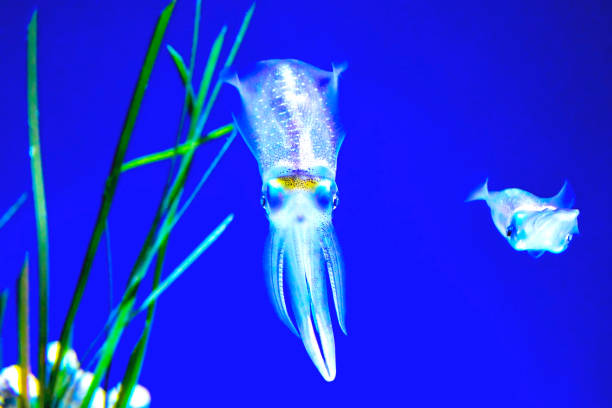 Reef Squid at the aquarium