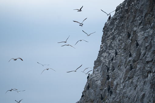 Birds flocking at Seal Rock