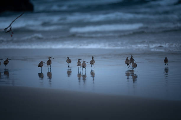 istock Birds Flocking at Seal Rock 1742826224