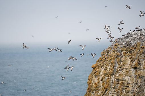 Common Murre congregating on the Oregon Coast seastacks.