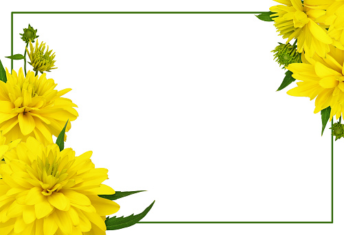 Yellow dissected rudbeckia flowers in a corner floral arrangements with green frame isolated on white background