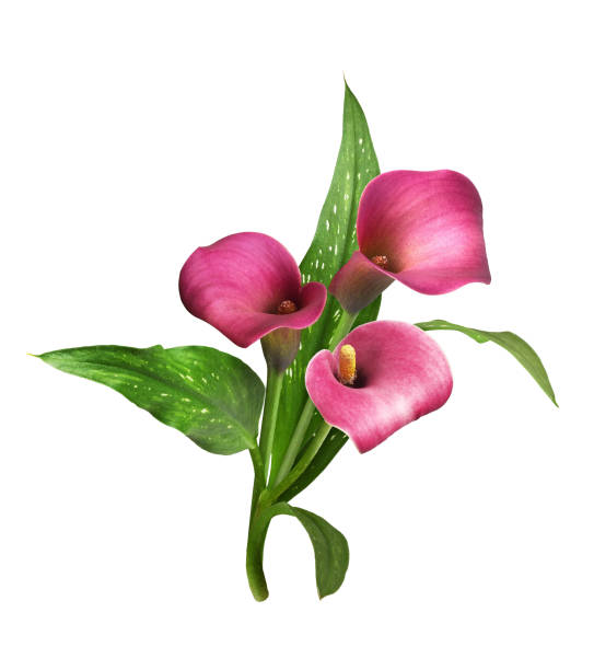 three pink flowers of calla (zantedeschia) isolated - 11275 imagens e fotografias de stock